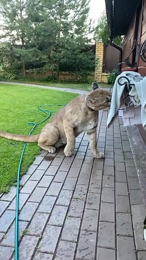 13K views · 82 reactions | Puma London and his favorite rag | Puma London | Facebook