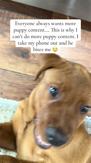 This is why we don’t have more puppy content…. He’s a jerk basically 🤪 We’re getting ready to send him away to a board and train program I think…. I cannot wait until he’s fully vaccinated and we can take him for walks, I think part of the problem is he is super bored… #labpuppy #redlab #englishlab #englishlabpuppy #yellowlab