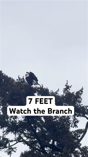 7 Feet of Bald Eagle Just Launched Off This Branch
