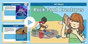 KS1 PowerPoint - Rock Pool Creatures