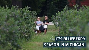 This week farms across the state are gearing up to harvest millions of pounds of blueberries while opening fields to U-pick customers. | MLive.com