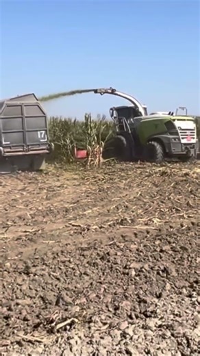 Chopping corn #silage #forageharvest