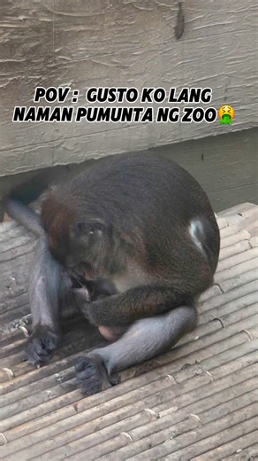 Gusto ko lang naman mag Zoo🤮🤧😅😅😅😅😅 | Taste of Eros VLOGS