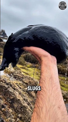 This Giant Sea Slug Shoots Purple Ink!