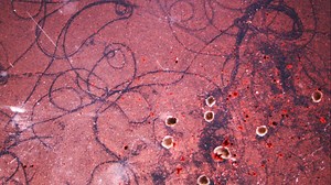 In true Frankenstein fashion, researchers create living machines from frog embryos