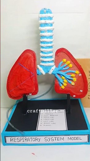 human respiratory system working model 3d for science project exhibition - biology | craftpiller