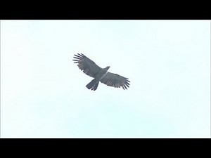 【特集】秋の空にタカが舞う！精悍な姿に魅せられて…岡山