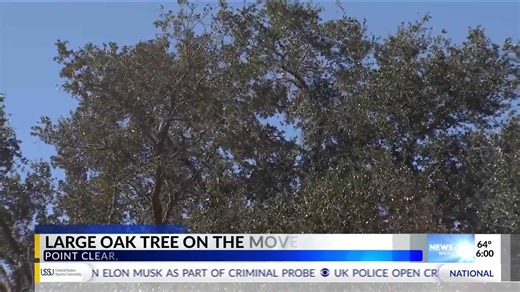 Point Clear development relocates heritage oak trees to 'preserve history'