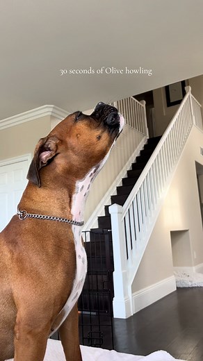 Olive the Boxer Dog Howling for 30 Seconds