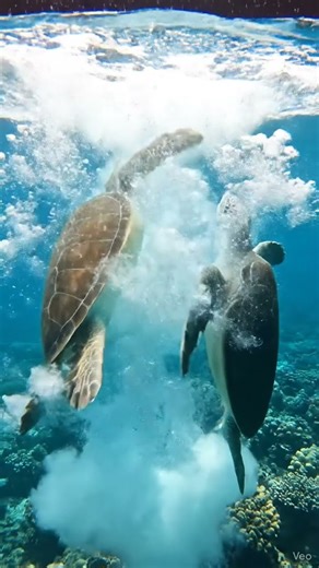 High-Speed Turtle Collision in Clear Water 透明な海での高速ウミガメ衝突！