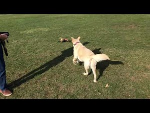 Dog chasing her new favourite squirrel RC toy car