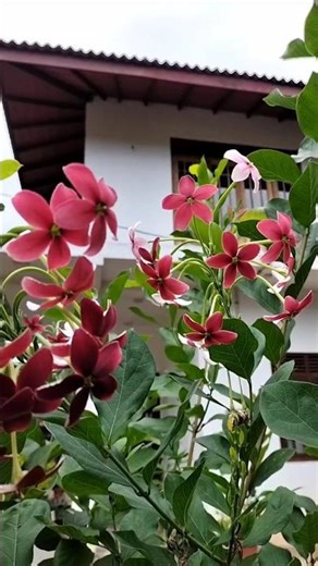 natural flowers #nature #garden #naturalflowers #shortsvideo