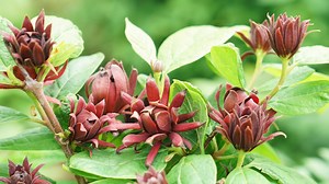 4.1K views · 122 reactions | The nicest smelling native for the garden! Available in 2022, Simply Scentsational sweetshrub is a plant you'll want to keep an eye out for in the springtime. https://bit.ly/SimplyScentsational | Proven Winners ColorChoice Flowering Shrubs | Facebook