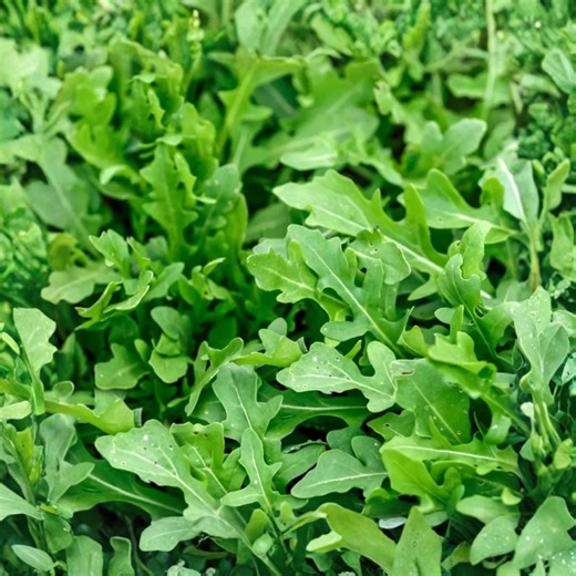 50 Slow Bolt Arugula Seeds | Heirloom Non-gmo | Rocket Greens for Home Garden - Etsy