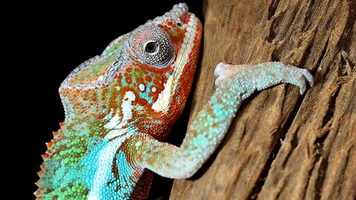 Chameleons don't change color to match their environment; it’s just the opposite. How do they do it? Catch up on all our Deep Look episodes at kqed.org/deeplook! | KQED Science
