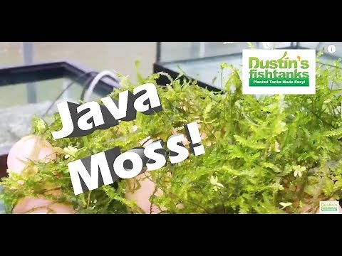 How to Grow Aquarium Moss: Java Moss, Taiwan Moss Species Sunday