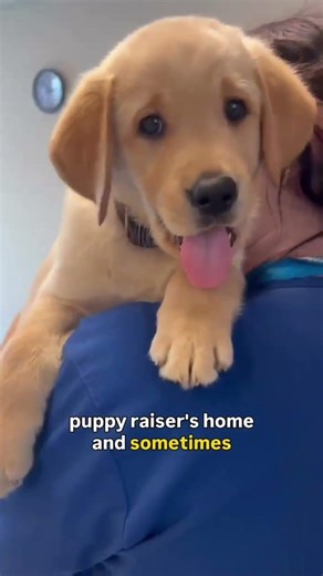 Volunteer to transport puppies! 🐶| Canine Companions #shorts #shortsfeed #puppy
