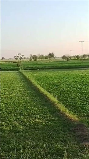 Morning Walk | Peaceful Nature Walk 🌿☀️ | Fresh Morning Vlog | Relaxing Village Walk