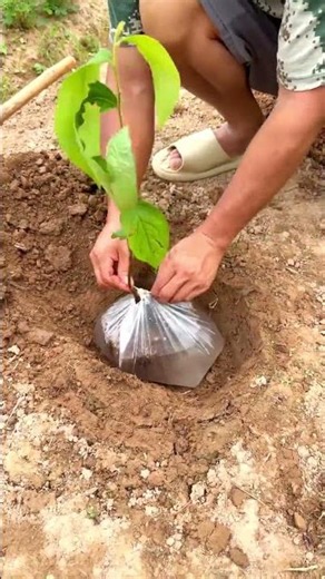 水袋を付けるだけ!? 苗木が育つ秘密