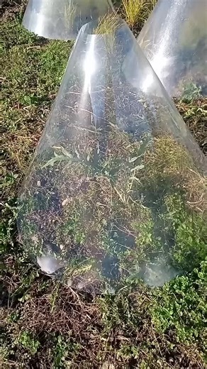 How to Build a Solar Cone Mini Greenhouse for Your Garden