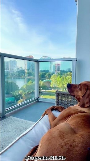 Top 5 Reasons Why You Should Get A Rhodesian Ridgeback!