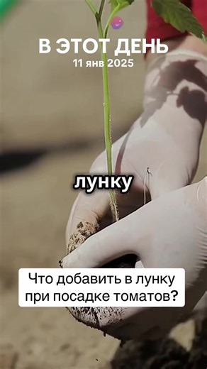 Удобрения для посадки томатов: секреты успешного урожая