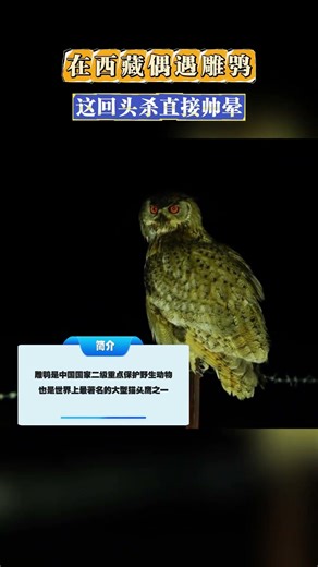【EPIC GLANCE】Encounter with an Eagle Owl — China’s National Protected Animal in Ngari,Xizang.