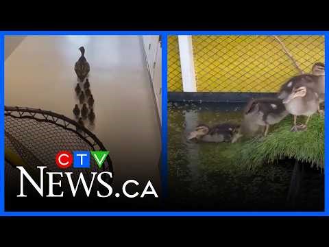 What you need to know about ducks in the Edmonton area