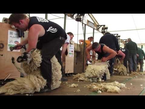 Northumberland 2016 Open Sheep shearing final - WATCH IN HD