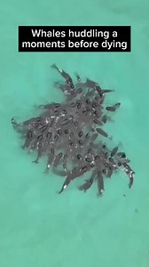 31K views · 150 reactions | Nearly 100 #whales die after beaching  on Australia’s coast  Drone footage released by the government in #Australia showed the pilot whales clustering and forming a heart shape before beaching themselves. Netzfrauen.org | Netzfrauen | Facebook