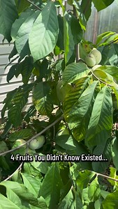 4 fruits you didn’t know existed but need to grow in your garden 🤯🌱 Cold hardy fruit trees and vines most people have never seen. Perfect for backyard gardening food forests and homesteads in zones 5–9. These rare edible plants are easy to grow low maintenance and produce insane harvests. Save this for spring planting and comment which one blew your mind 👀 #gardening #rarefruits #growyourownfood #foodforest #edibleplants | Plant Fanatics