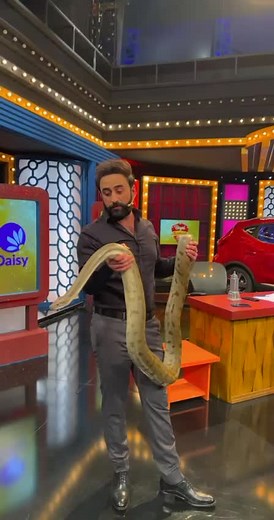 Handling Pythons: A Guide to Safe Interactions