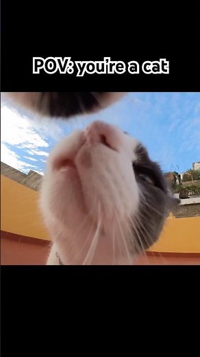 Cats with a GoPro show you around! 😻