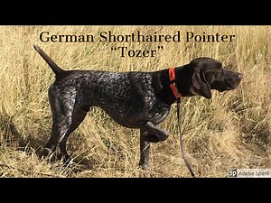 GSP puppy learning how to hunt!