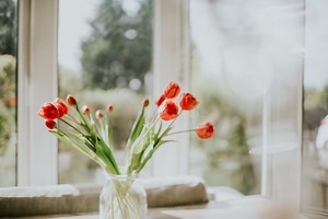 How to stop your tulips from drooping