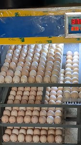 Commander vos poussins goliath d'un jour chez KLP Élevage 30.000f le carton de 51 poussins au 228 98 60 50 83 | KLP Élevage