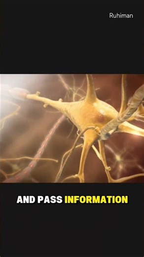 Nervous System Function #medical #nursing #nervoussystem
