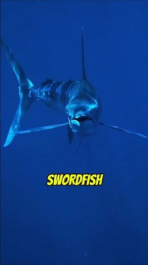 Fakta Swordfish Ikan Berparuh Pedang dari Laut Dalam