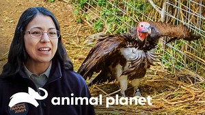 51K views · 1.2K reactions | Los buitres orejudos son una de las especies de aves más grandes y en mayor peligro de extinción de África. Por eso, cuando en el zoológico de San Diego la hembra deposita un huevo, los cuidadores harán todo lo posible para protegerlo #ElZoologicodeSanDiego | Animal Planet Latinoamérica | Facebook