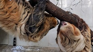 'It wasn't love at first sight': Cincinnati Zoo expecting its first ever sloth baby this fall