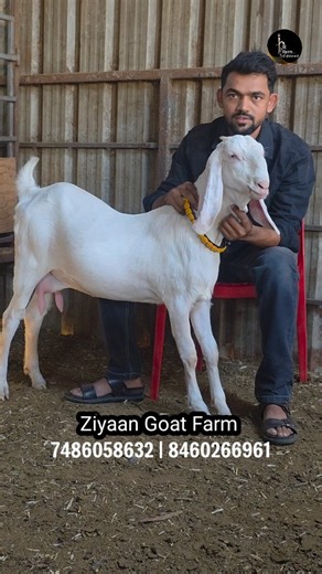 Al Meem Goats Farm on Instagram: "ZIYAAN GOAT FARM LOADED FEMALE"