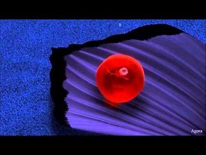 Finding Nemo (Main Theme) - Nemo Egg