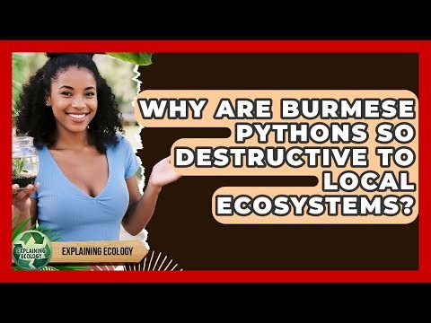Why Are Burmese Pythons So Destructive To Local Ecosystems? - Explaining Ecology