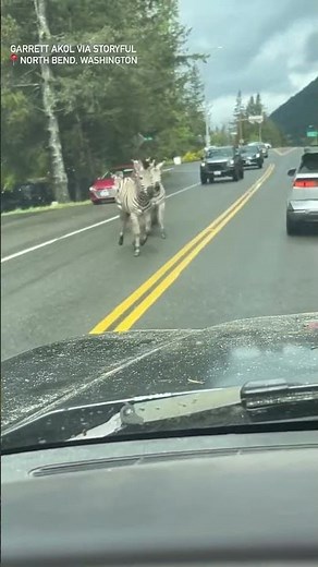 Zebras spotted wandering around Washington