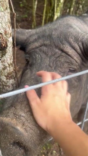 Hi Kevin!!! #pigfeed #animals #smallranch #nature #farming #wildlife #ranchsorting #funny