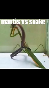 100K views · 321 reactions | BABY COBRA VS MANTIS #reelsfypシ | Crizh F Morales | Facebook