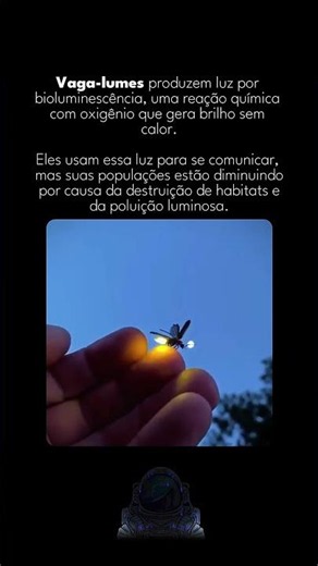 💡✨ Vaga-lumes são pequenos, mas carregam um dos fenômenos mais incríveis da natureza: a bioluminesc