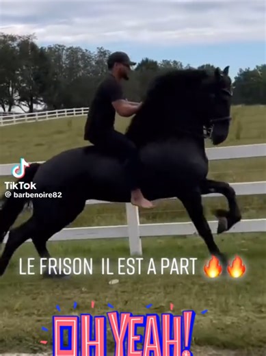 Ah le frison, toujours aussi magnifique d'allure 🐴🐴🐴🐴 #frison #cheval #pourtoi