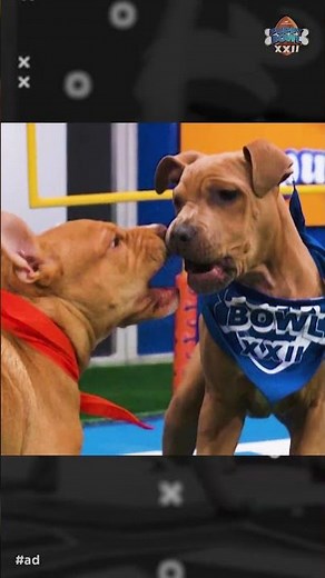 Meet Lobster Roll |. Puppy Bowl