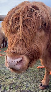 Just some highland cows eating carrots… completely normal! 😂 | Dalscone Daily
